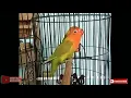 Download Lagu Ampuh ngekek!! LOVEBIRD FIGHTER pancingan lovebird, ngekek 6 menit tanpa jeda..