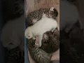Download Lagu “Cutest Pile of Baby Kittens Ever 🐾💕 (Try Not to Smile!)” #cute #automobile #airbusa400m #aircraft