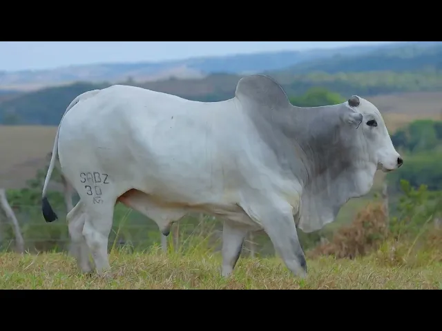 Touro Nelore SABZ - 30