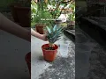 How to grow pineapples from pineapple tops