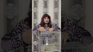 البسة اكلت العصفور Bird Cat 