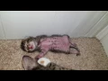 Baby Kitten twitching in sleep