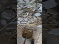 500 Construction debris removal job dumptrailer