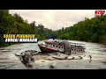 Download Lagu Verrassend! Getuigenissen van bewoners die gigantische slangen zien in de Mahakam-rivier, Kalimantan