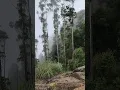 Download Lagu Ella Rock Misty View | Ella Rock View Point Sri Lanka | Ella Rock Hike | Mist and Mountain 🏔️