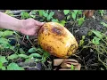 Download Lagu Seperti inilah cara mudah mengupas buah kelapa menggunakan parang @limpernature