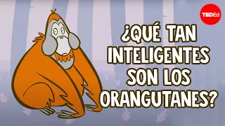 ¿Qué tan inteligentes son los orangutanes? - Lu Gao