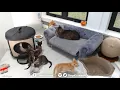 Download Moms reunite with their kittens (and Grandpa Mason) - TinyKittens.com mp4 3gp mp3 videos - waplic