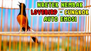 Download Pancingan MURAI BATU nretek NEMBAK Lovebird Cucak cungkok bikin lawan EMOSI gacor MP3