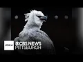 Rare harpy eagle arrives at Pittsburgh s National Aviary