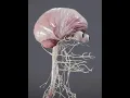 Central Nervous System Overview for Massage Therapists