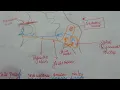 corneal blink reflex