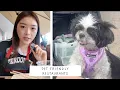 Trying Dog Friendly Restaurants In The Bay Area Eating with Mom Beeboo