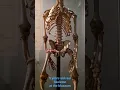 Download Lagu A real human skeleton of a 5 years old #life #museum #shortvideo #shorts #foryou