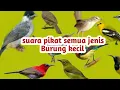 Download Lagu SUARA PIKAT SEMUA JENIS BURUNG KECIL #LLPPajrul