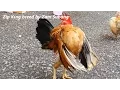 Download Lagu Serama Zam Subang - rooster Zip King preparing for Kenyir Lake 2015