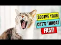 How to Help a Cat With a Sore Throat - Vet-Approved Tips
