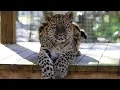 Amur Leopard Spotlight