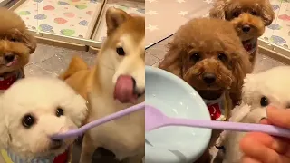 好久不见!汪汪队来了~ #安静的布丁妹妹