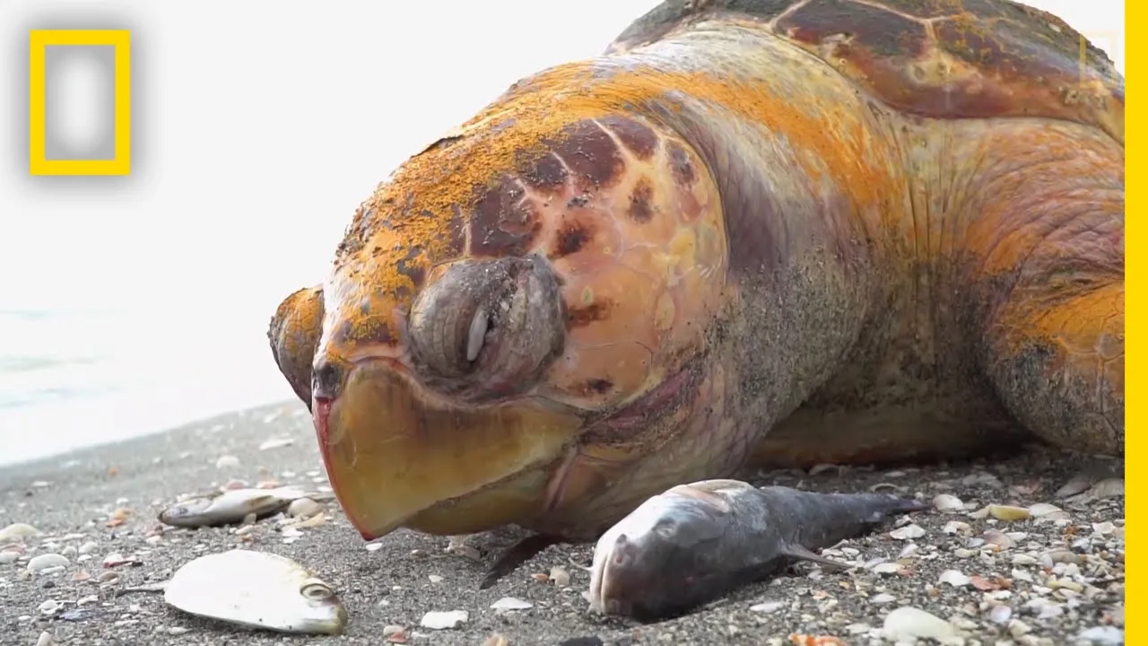 Outline Video See The Red Tide That Is Devastating Florida's Sea Life | National Geographic