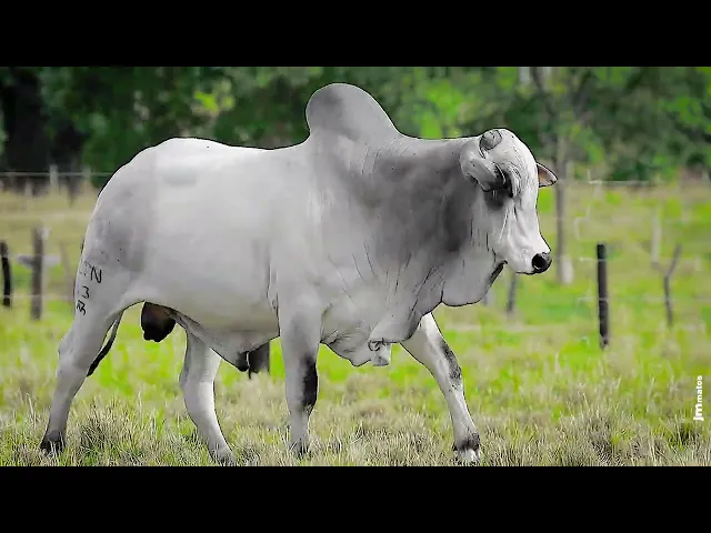 Touro Nelore CLTN - 43