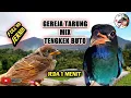 Download Lagu MASTERAN GEREJA TARUNG MIX TENGKEK BUTO 🛑 JERNIH PALING DI CARI ❗