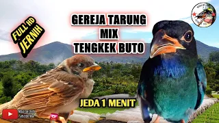 masteran gereja tarung mix tengkek buto jernih paling di cari 