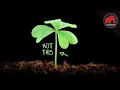 What Is IS NOT a 4-Leaf Clover