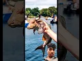 Download Lagu #animals #scary #shark #funny #trending #mermaidlove #funnycartoon #funnyvideo