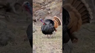Wild Turkey Sounds 
