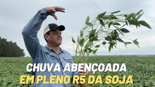 A FENOLOGIA da SOJA: R5 - Início de enchimento de grãos
