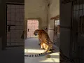 Download Lagu Lion Attacked On Tiger🦁🐅😱😱#lion #tiger #attacked #shortvideo #Usama's Tigers
