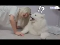 I barked at my dog
