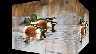 صوت ابو زله بربش 