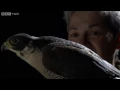 The silent flight of an owl - Natural World: Super Powered Owls Preview - BBC
