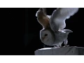 Download Lagu Penerbangan senyap burung hantu - Natural World: Pratinjau Burung Hantu Super Bertenaga - BBC