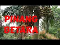 Download Lagu PINANG UNGUL PINANG BETARA YANG LAYAK DIBUDIDAYAKAN