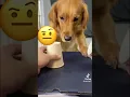 Download Lagu Your daily dose of funny cute dogs #relaxmydog #funny #dogs #funnydogs #compilation