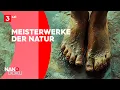 Download Lagu Wunderwerk Füße – unterschätzt und überlastet | [Ganze Doku]