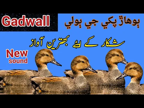 Download MP3 Wild Duck Hunting Sound// Gadwall duck ki Awaz// gadwall duck sound //