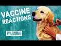 Vaccine Reactions in Dogs