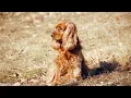 Comparing Cocker Spaniel and Springer Spaniel Breeds