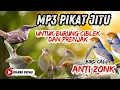 Download Lagu SUARA PIKAT BURCIL PALING AMPUH!! Ciblek Ribut VS Prenjak Ribut
