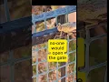 Download Lagu Too scary! no one would open the gate #fy #locusts #spain