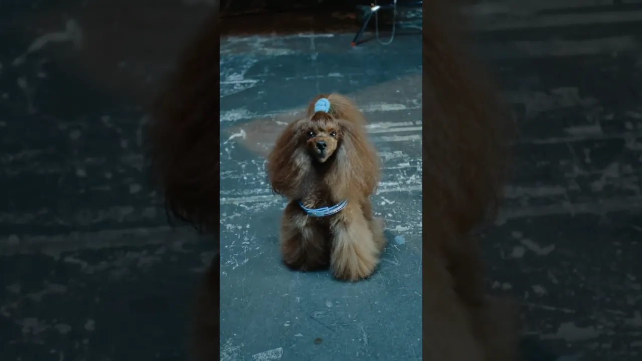 星街すいせい×川谷絵音「ビーナスバグ」 MVのワンちゃんかわいい? #ビーナスバグ