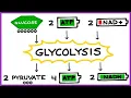 Aerobic Cellular Respiration Glycolysis Prep Steps