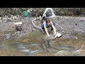 Download Lagu Young Girl's into The Woods, Drain Water from the Puddle to Catch Fish in a Dry Stream | Giant Fish