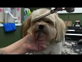 dog grooming tutorial on a yorkiepoo
