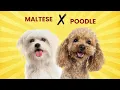 Maltese Poodle Mix - Too Cute to Resist
