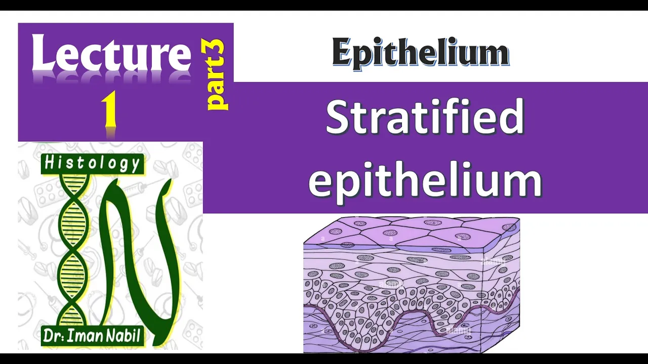 1c-Stratified epithelium-Histology-First year